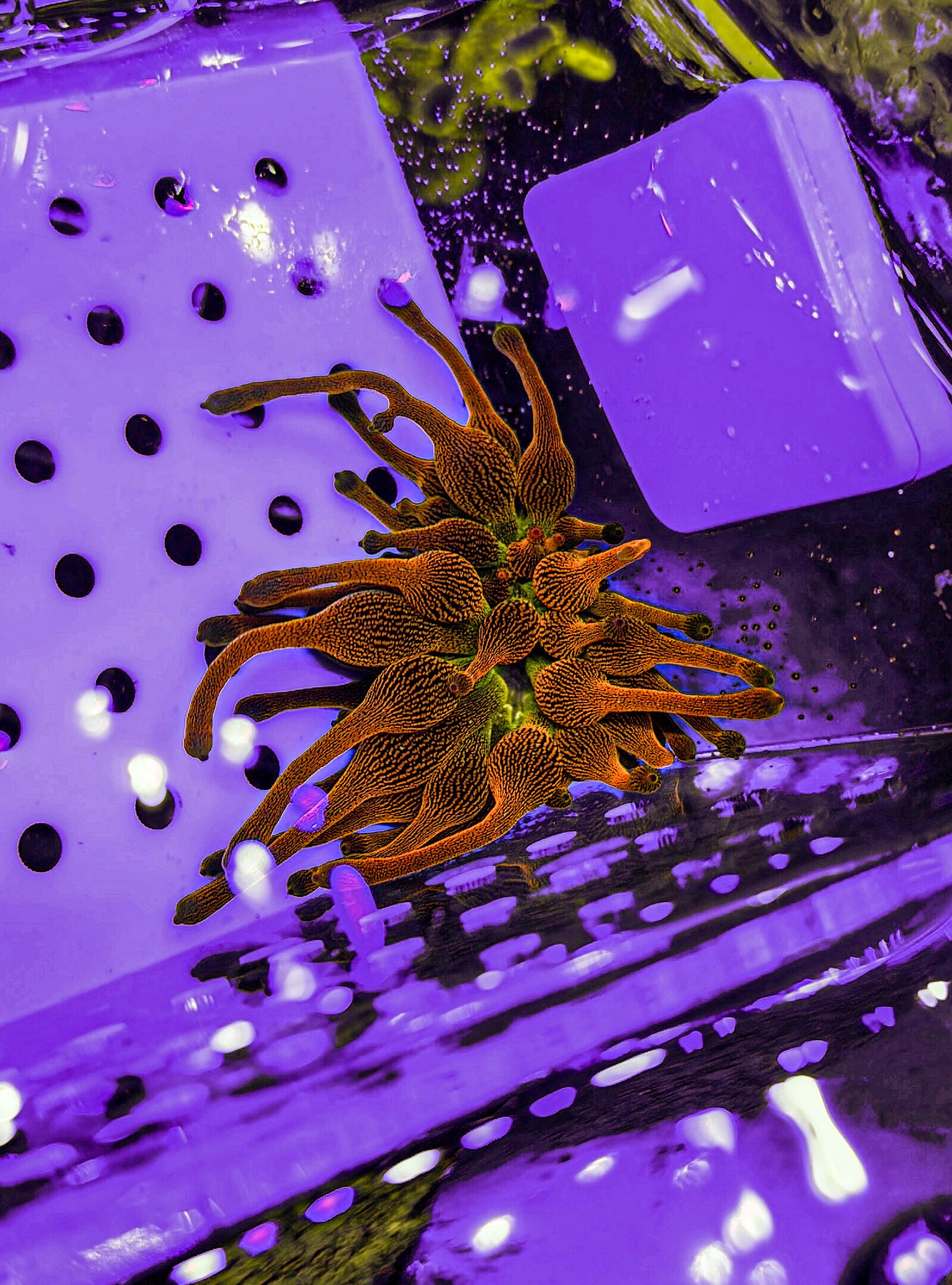 CSB Anemone “Colorado Sunburst Anemone”