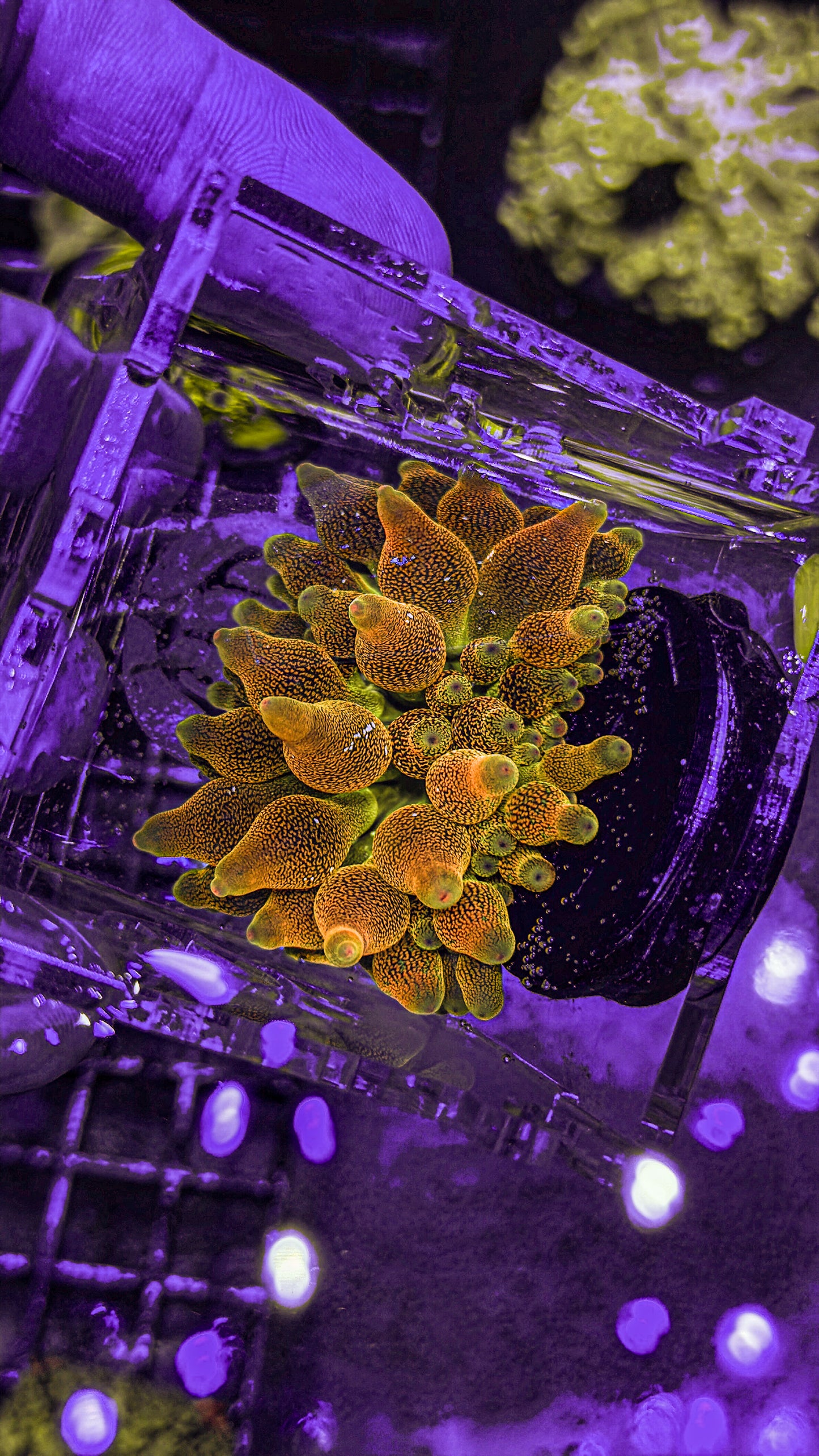 Rainbow Bubble Tip Anemone