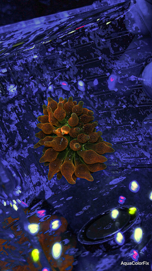 Rainbow Bubble Tip Anemone