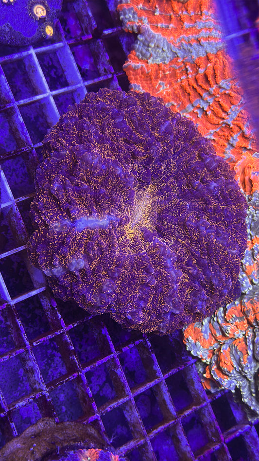 Orange Glitter Acanthophyllia (WYSIWYG)