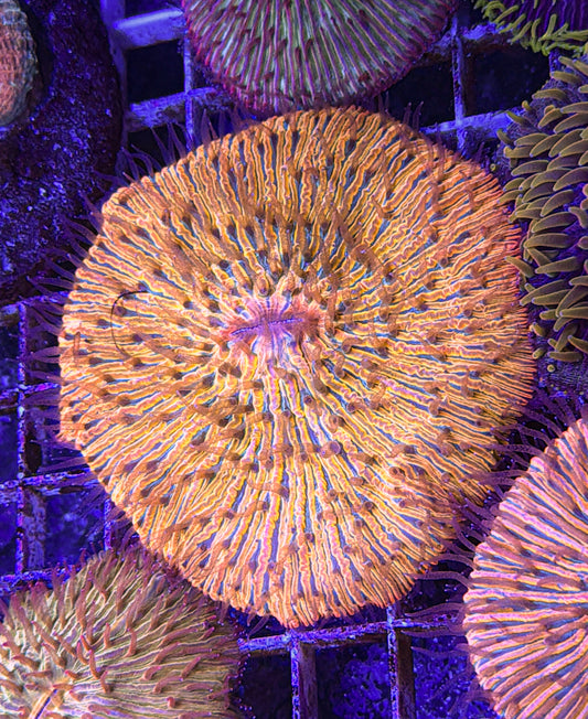 Malaysian Rainbow Fungia (WYSIWYG)