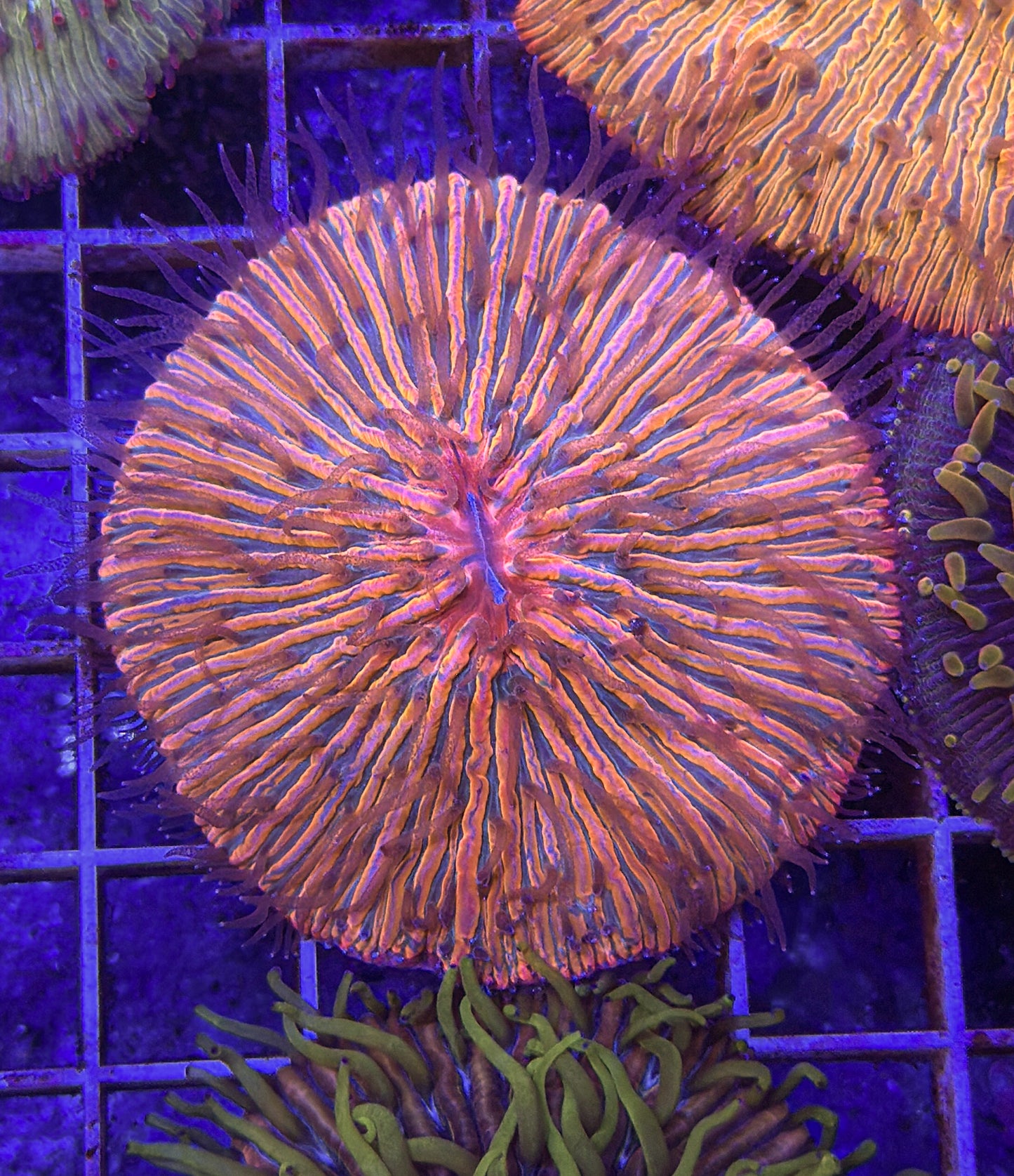 Malaysian Rainbow Fungia (WYSIWYG)