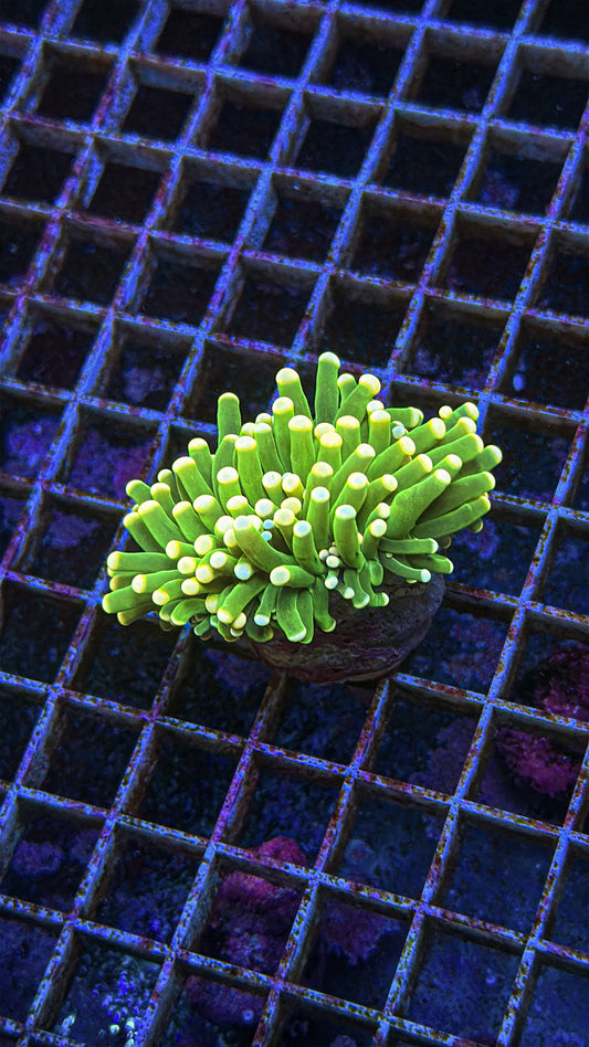 Malaysian Peach Tip Torch (WYSIWYG)