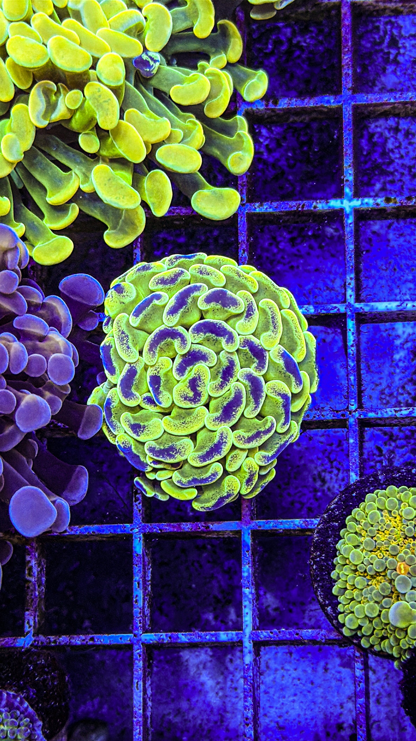 Monsoon Aquatics Neon Pulse Hammer (WYSIWYG)