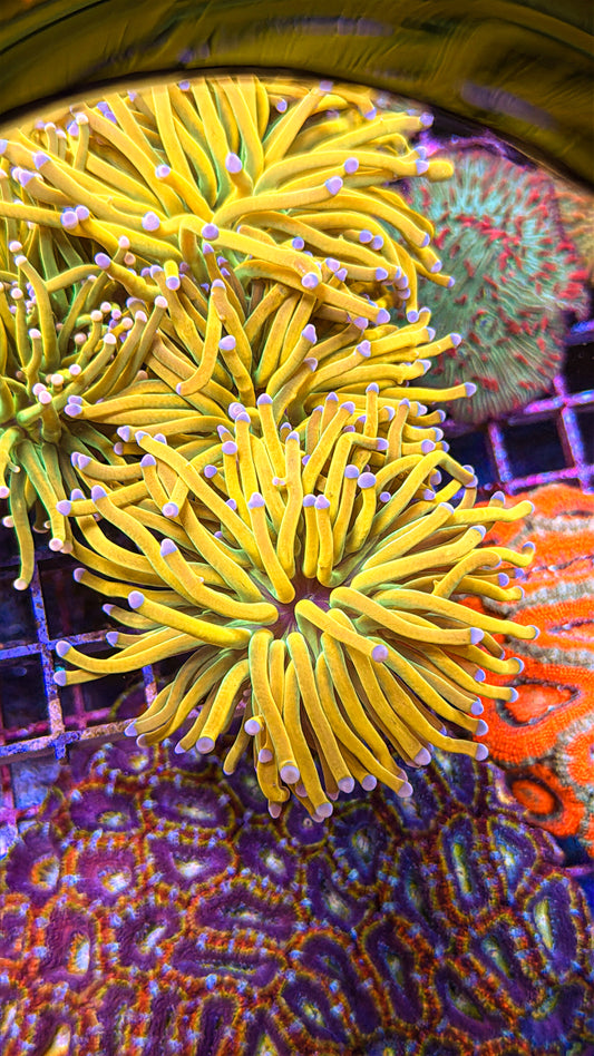 Pink Tip Holy Grail Torch (WYSIWYG)