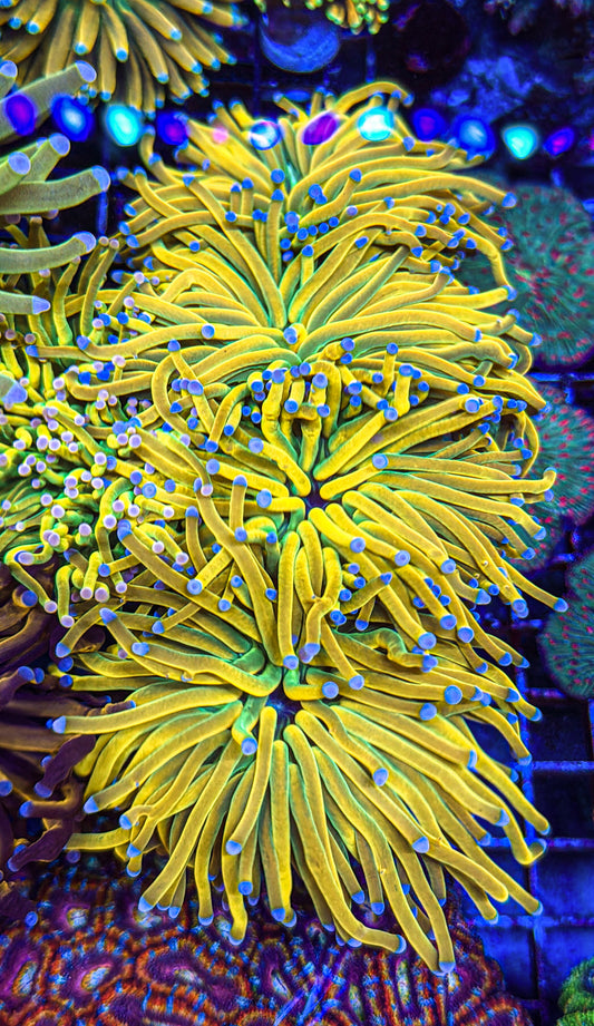 Blue Tip Malaysian Holy Grail Torch (WYSIWYG)