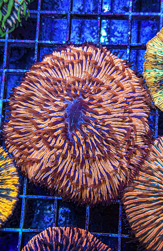 Malaysian Rainbow Fungia (WYSIWYG)