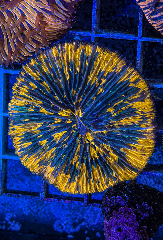 Splatter Fungia (WYSIWYG)