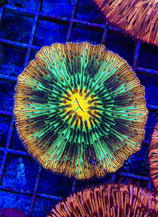 Rainbow Fungia (WYSIWYG)