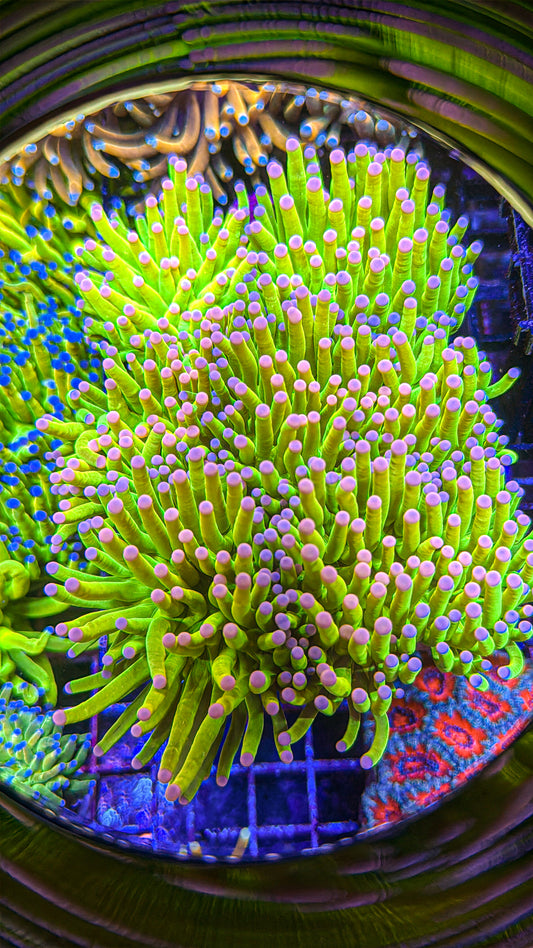 Carebear Holy Grail Torch (WYSIWYG)