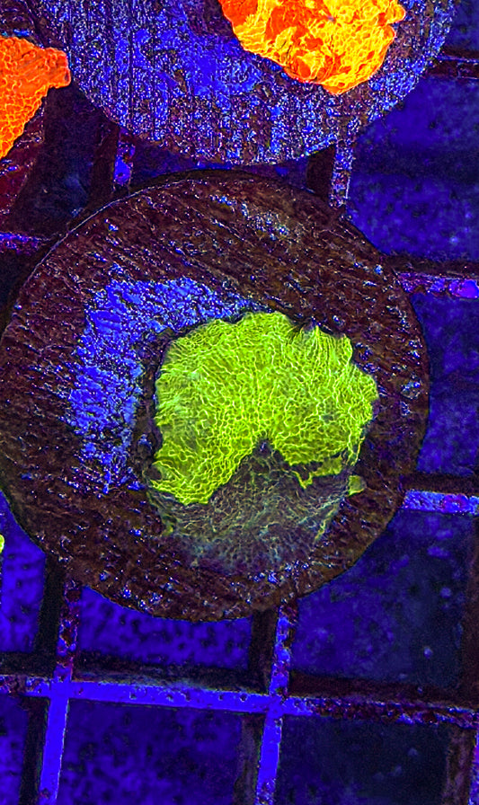 Kryptonite JB Mushroom (WYSIWYG)