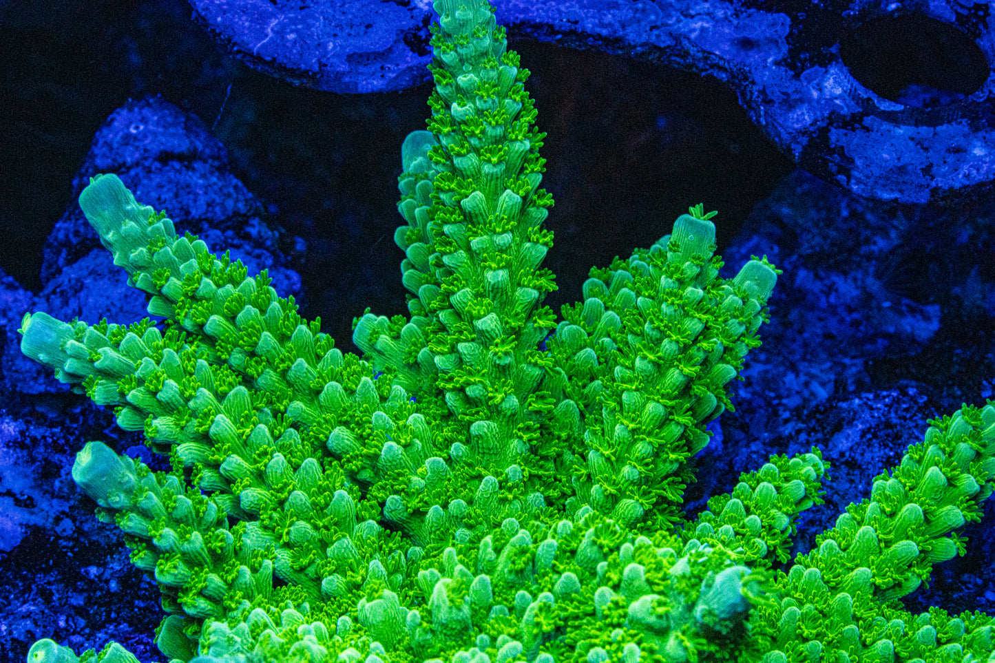 Green Slimer Acropora (WYSIWYG)