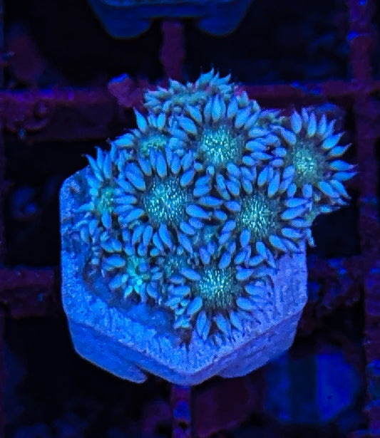 WCC Blue Tip Glitter Goni (WYSIWYG)