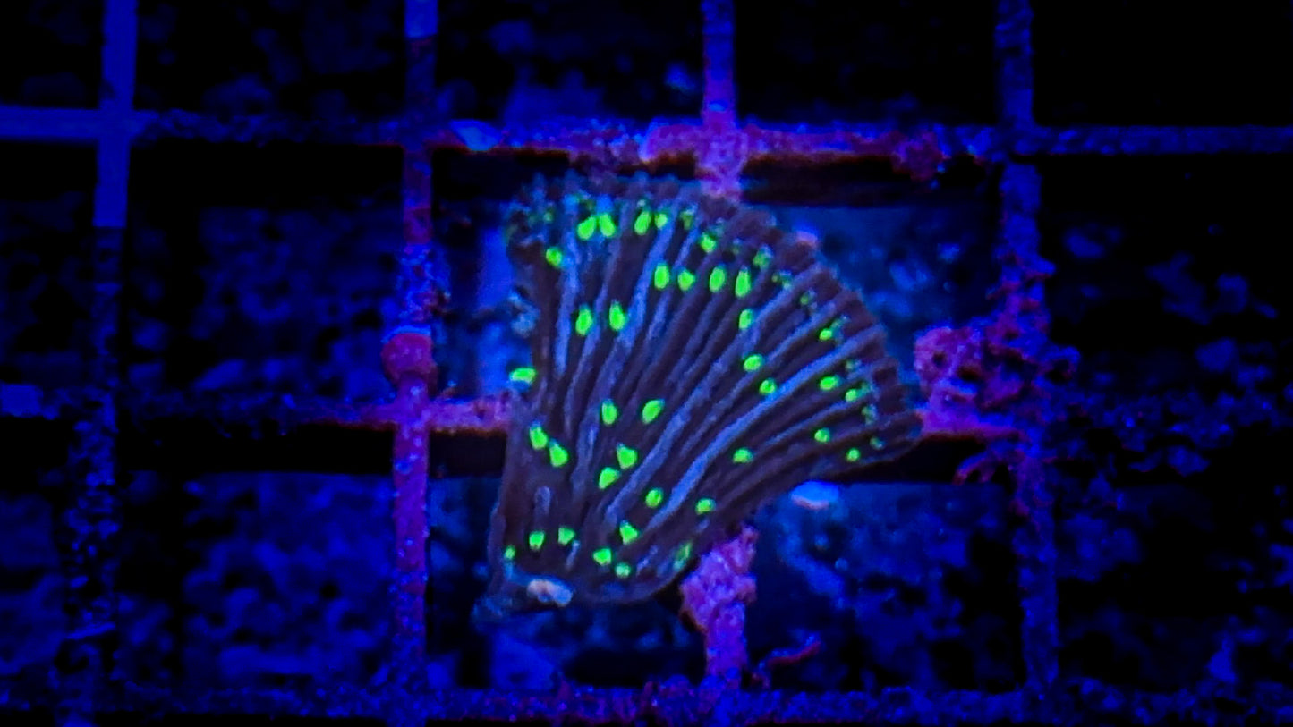 Neon Tip Disirias Fungia (WYSIWYG)