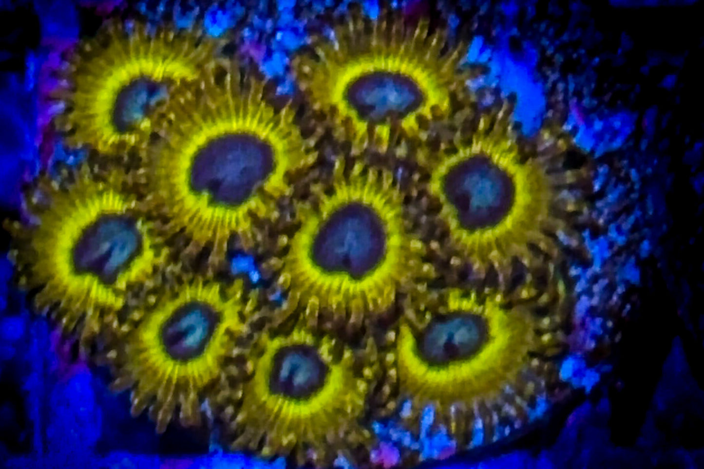 Pikachu Zoanthids