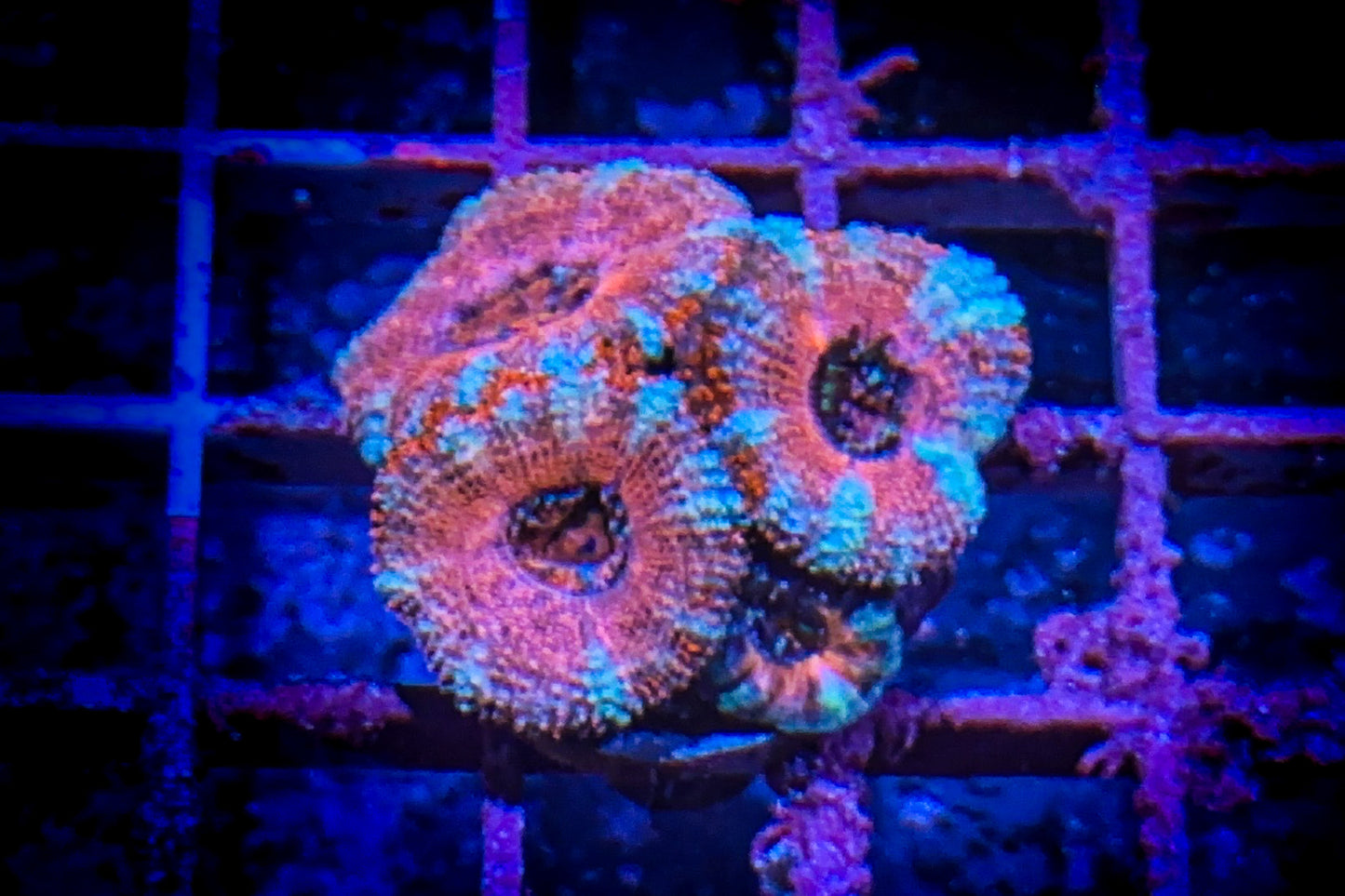 Pink Acan (WYSIWYG)