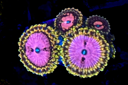 Pink Diamond Zoanthids