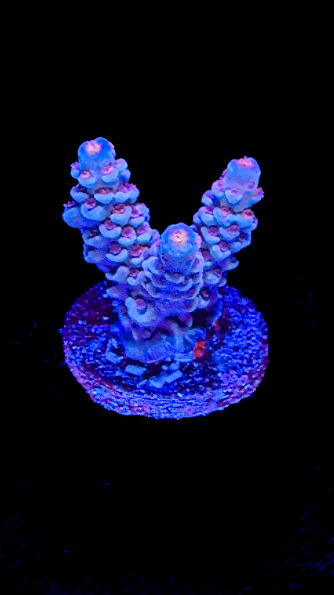 Pink Polyp Tenuis (WYSIWYG)