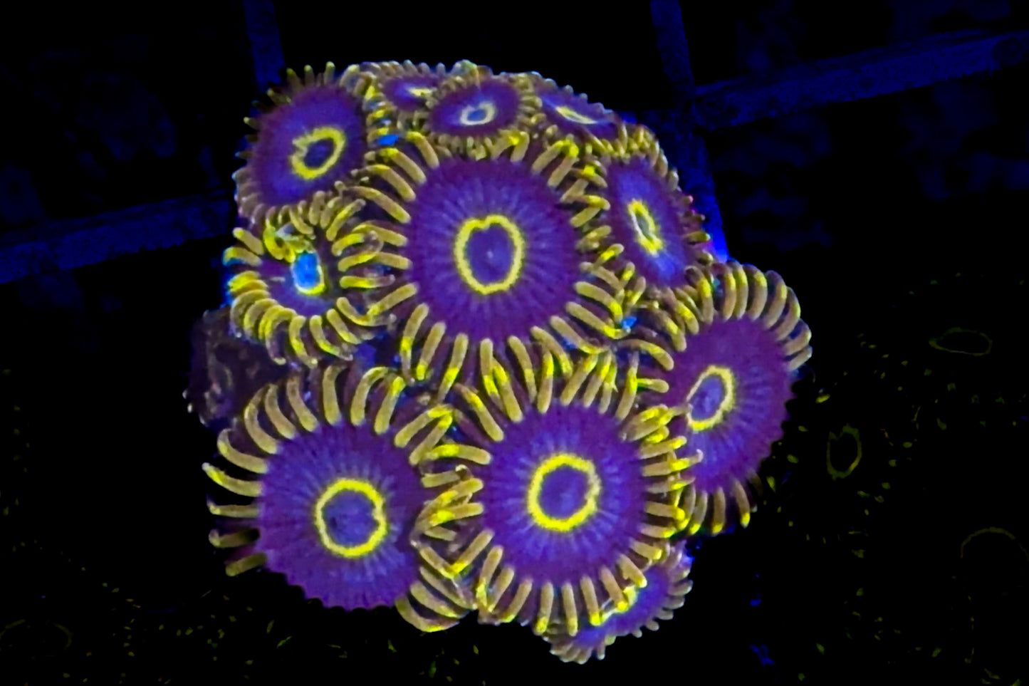 Purple Hornet Zoanthids