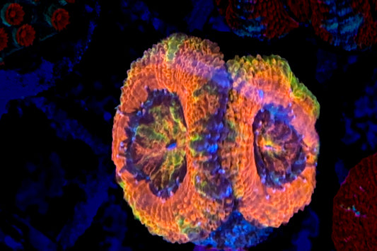 Rainbow Acan (WYSIWYG)