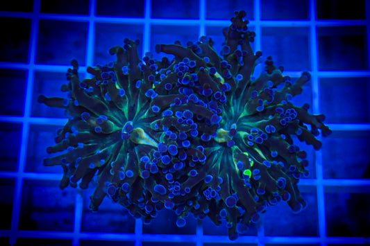 Blue Tip Frogspawn #2 (WYSIWYG)