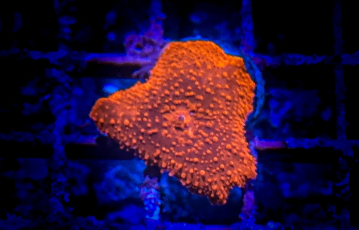 Red Discosoma Mushroom (WYSIWYG)