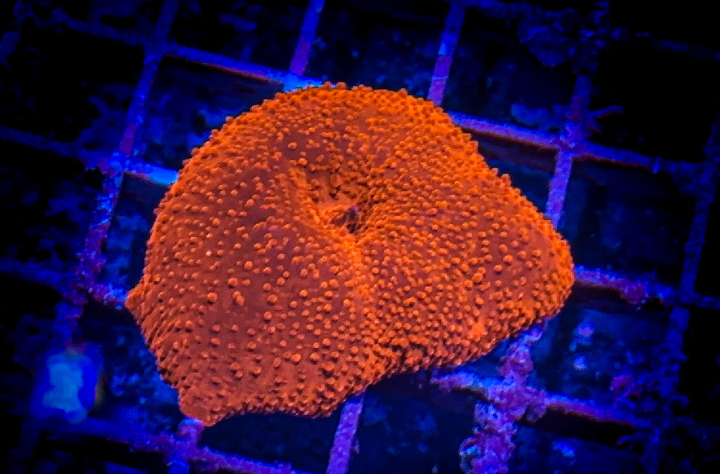 Red Discosoma Mushroom (WYSIWYG)