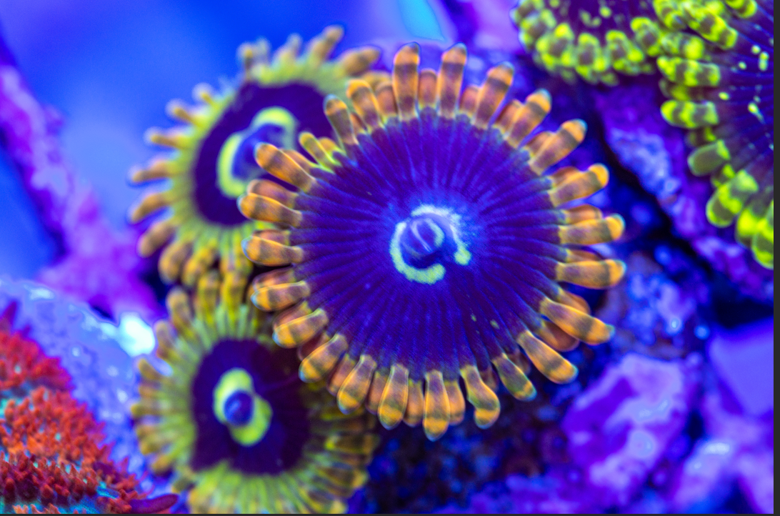 Rainbow Yoda Zoanthids