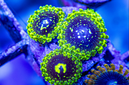 Exosphere Zoanthids