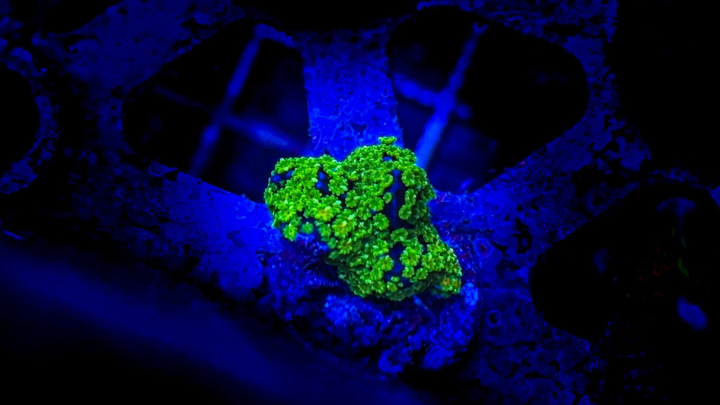 Tubbs Stellata Montipora (WYSIWYG)