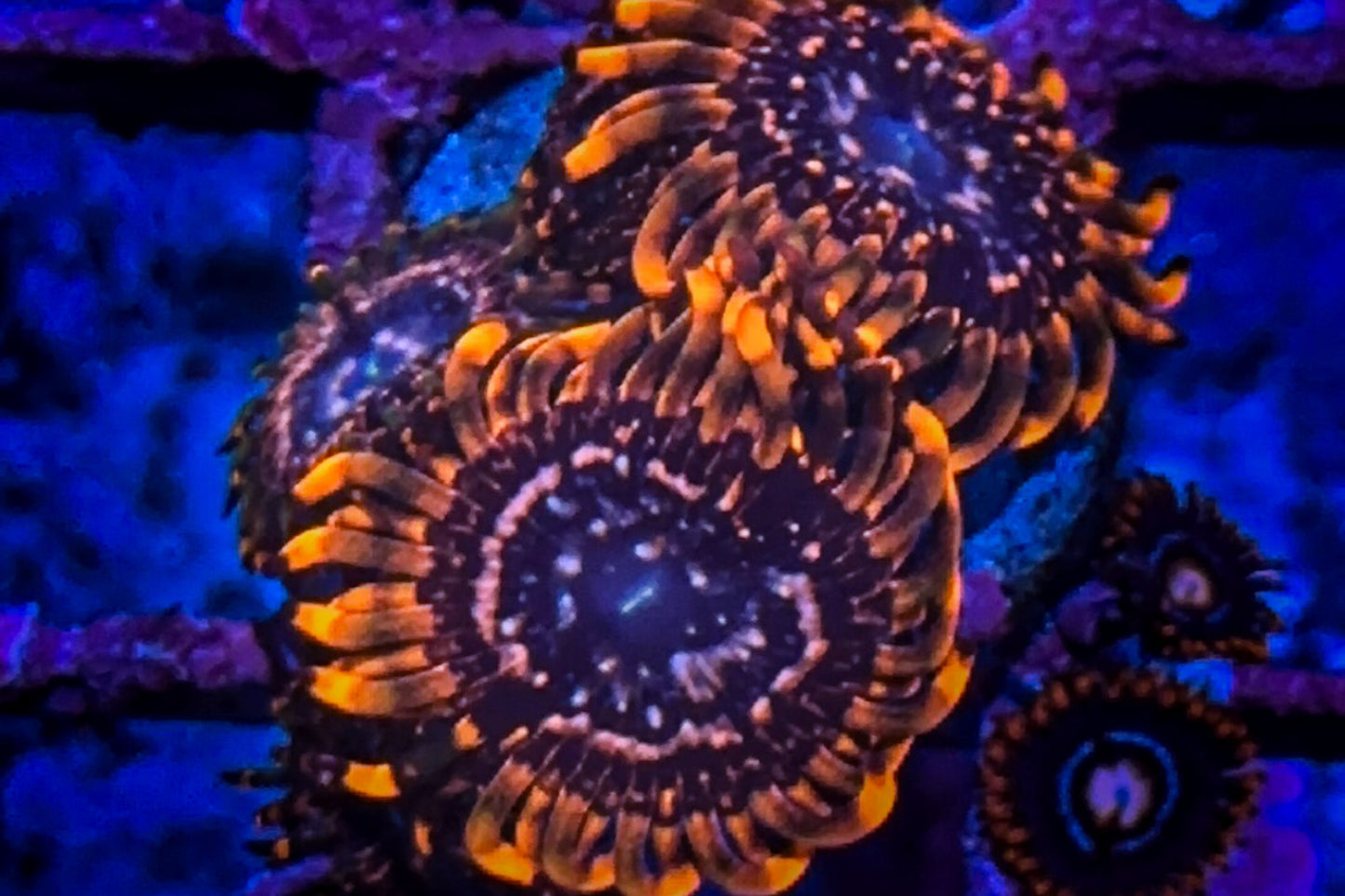 Utter Chaos Zoanthids (WYSIWYG)