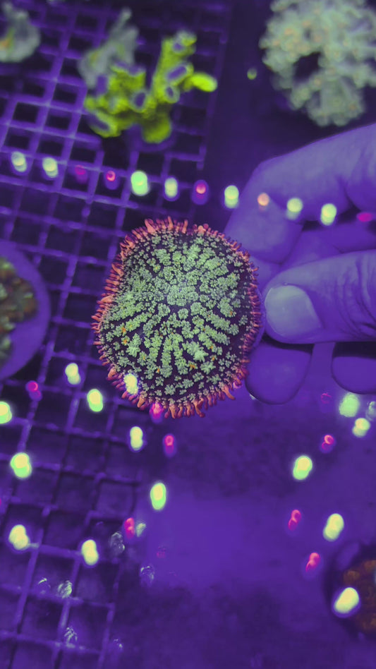 Rainbow Frank Mushroom (WYSIWYG)